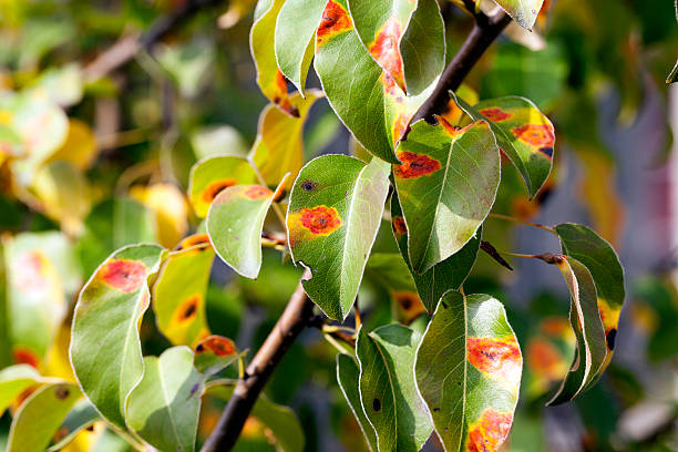 istock pear foliage in autumn 578798666