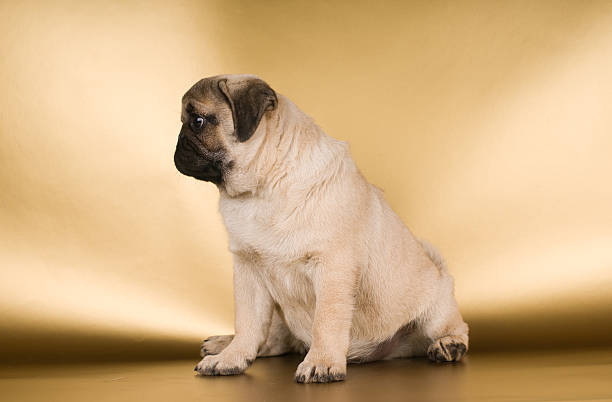 istock Pug puppy on golden background 578798720