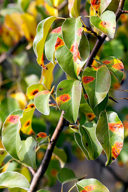 istock pear foliage in autumn 578798750