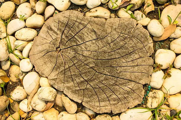 Photo of Pattern background of trees being cut