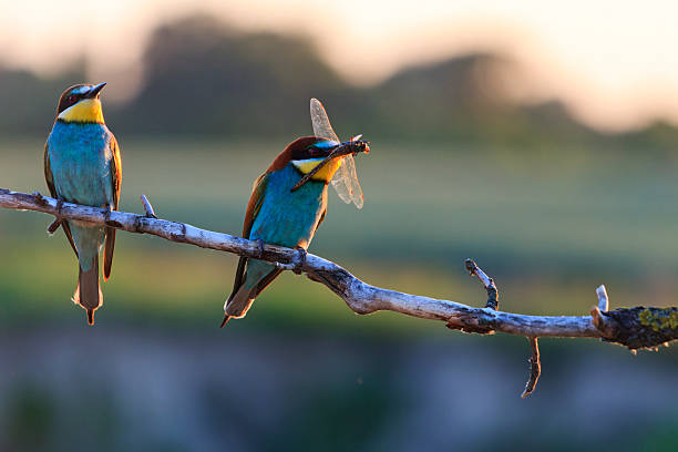 Couple dines colored birds at sunset Couple dines colored birds at sunset,Silhouette couple of birds at sunset,bee eaters, european bee eaters, bird on branch, bee eater photos stock pictures, royalty-free photos & images