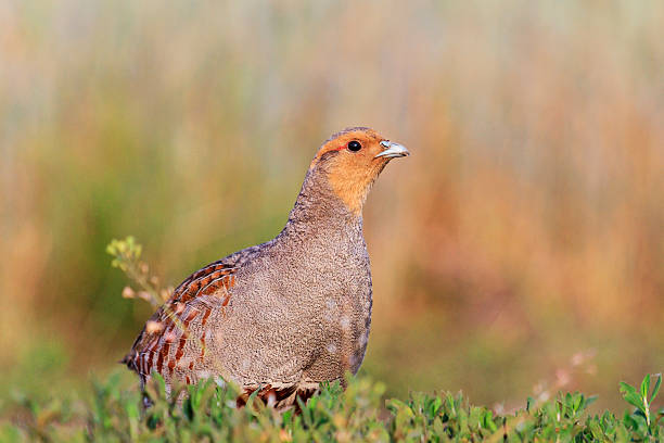 istock gray partridge sits on the roadside roads 578799150