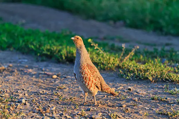 Photo of gray partridge standing in the way lit by the sun