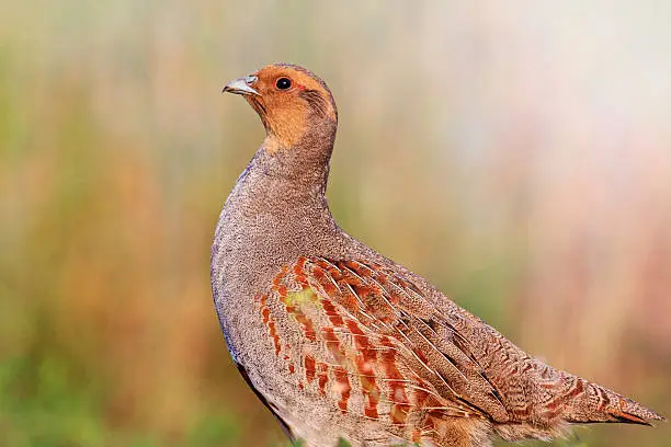 Photo of Grey partridge with a valid counter  sunny hotspot