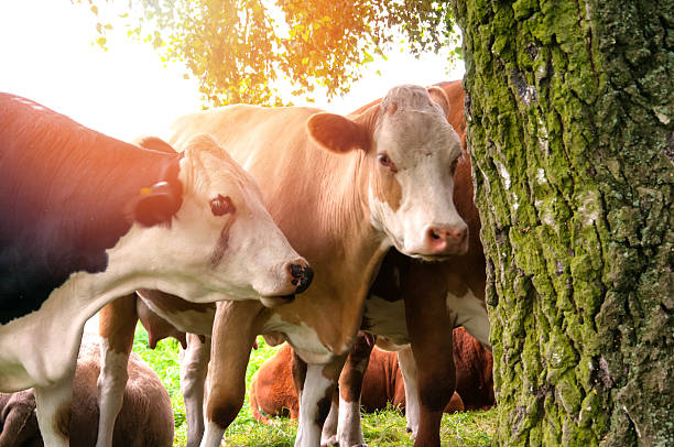 istock Cows grazing on a lovely green pasture 578799998