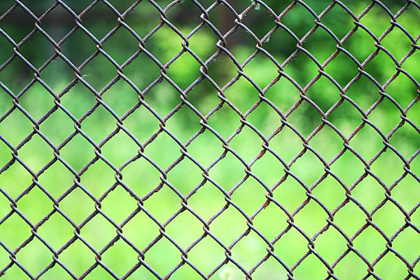 istock rabitz on the background of green grass 578801312