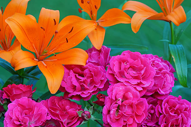 Fire lily and rose ‚Heidefeuer‘, Germany, Eifel.