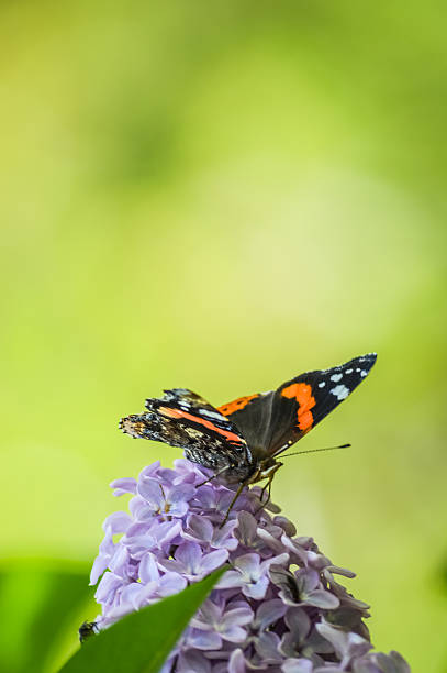istock beautiful Red Admiral Butterfly on lilac flowers 578801834