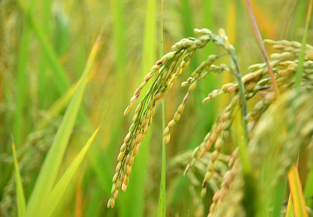 istock close-up of paddy rice on blur background 578802534