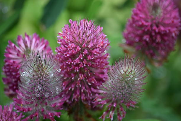 Bunch of agastache flowers Image of a number of agastache flowers spotted with raindrops against a blurred green background. agastache stock pictures, royalty-free photos & images