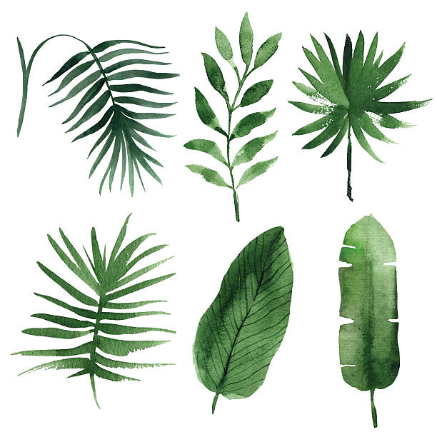 watercolor tropical leaves
