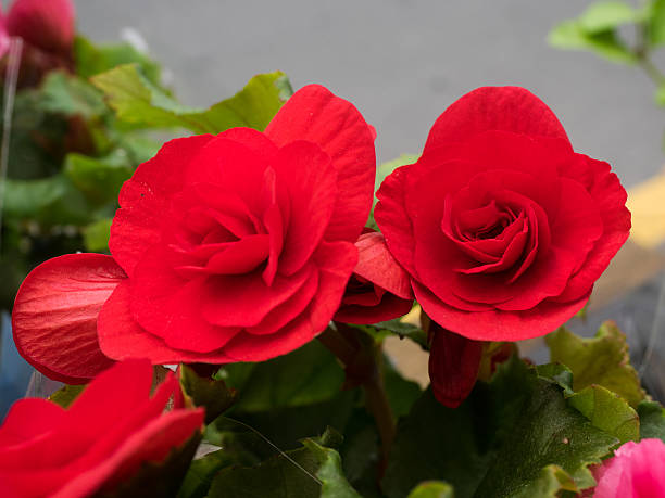 istock Elatior begonia 578804118