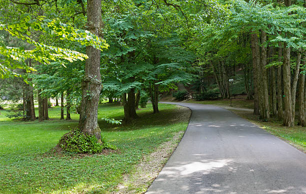 istock Paved Lane in the Woods 578804606