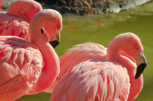 Three flamingos at a pond in the wild