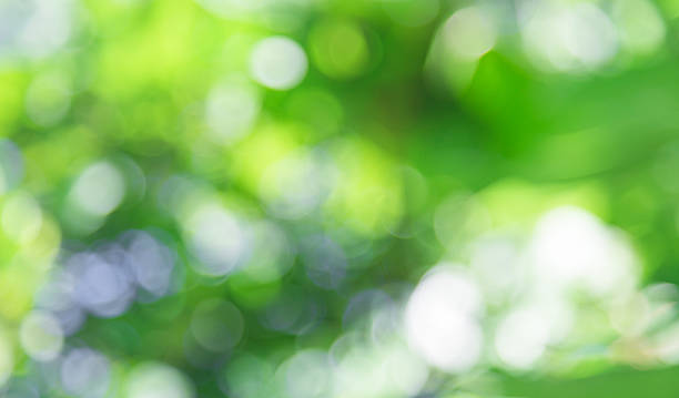istock green bokeh from nature , blurred background 578805214