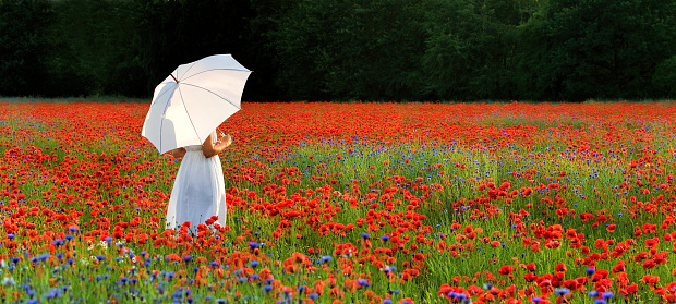 Rear view on White dressed woman with white umbrella standing in flowering poppy field like an angel.
