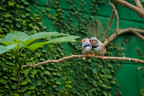 Zebra finch couple sitting on a branch Zebra finch couple (Taeniopygia guttata) sitting on a branch lory photos stock pictures, royalty-free photos & images