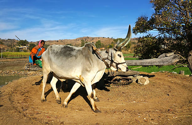 A smiling young woman in traditional Indian attire lovingly pets a cow at a rural goshala (cow shelter). Surrounded by multiple cows in a calm and clean environment, the scene represents compassion, rural lifestyle, and the cultural reverence for cows in India.
