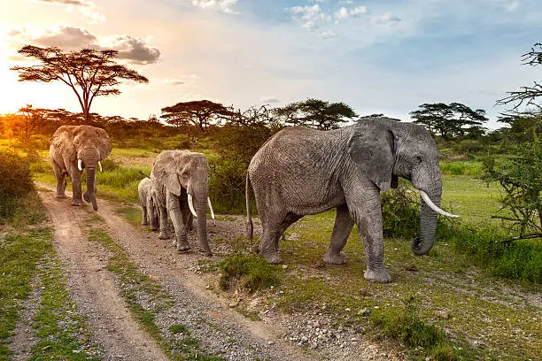 Elephants in Serengeti National Park.