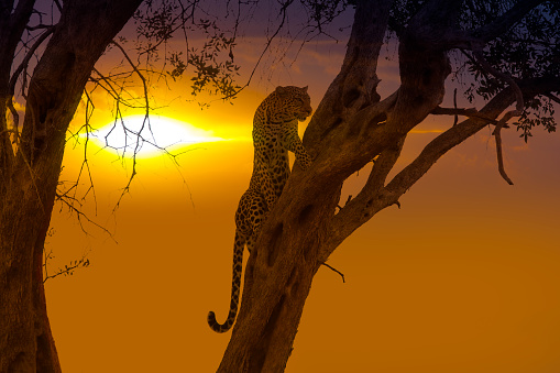 Leopard on tree - looking