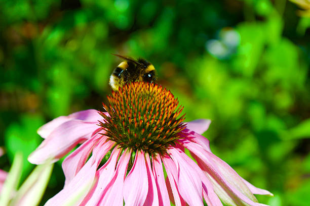 istock London Bloom, Bee and Flower 578807972
