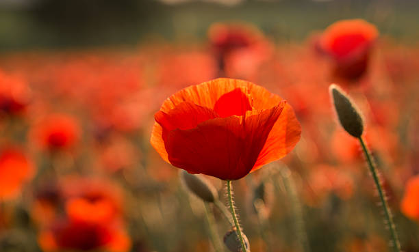 istock Red poppies on the meadow 578809414