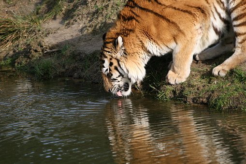 Beautiful Royal Bengal Tiger resting in jungle. This is Panthera tigris population native to the Indian subcontinent. It is the National animal of India. Ranthambore National Park, Rajasthan, India