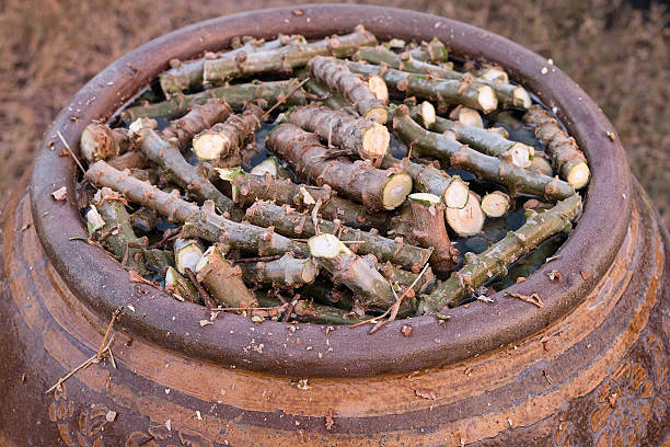 istock Chopped cassava tree soak stimulants roots for planting 578810420