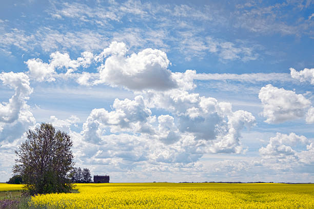 fienile abbandonato nel campo di canola gialla - saskatoon saskatchewan prairie field foto e immagini stock