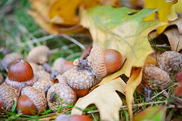 istock Brown acorns on autumn leaves, close up 578812054