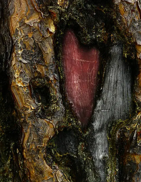 Tree bark has heart-shaped moss with soft-pink colors inside