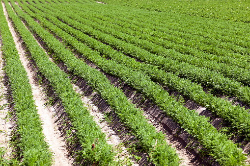 Agricultural field on which grow green young carrots, agriculture, farming