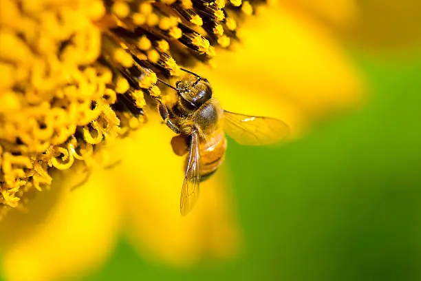 Photo of Honeybee
