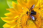 Carpenter bee on sunflower