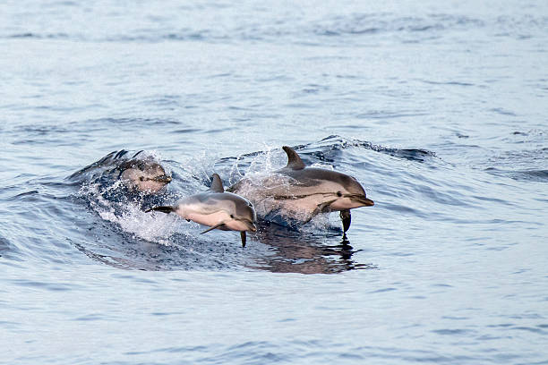 Dolphin while jumping in the deep blue sea at sunset