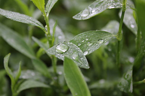 Green knotgrass with water drop in garden 20030 stock photo