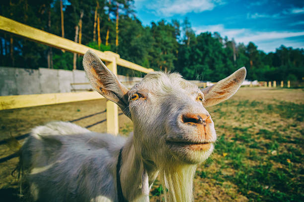 istock Goat, close-up portrait. Courtyard 578814618