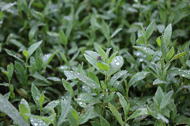 Green knotgrass with water drop in garden 20033 stock photo