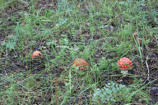 Few amanita mushrooms in forest glade 20047 stock photo