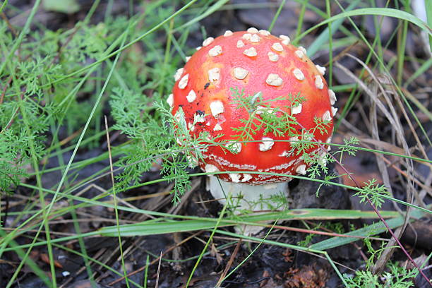 One amanita mushroom in forest glade 20050 stock photo