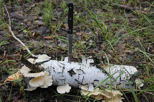 Few toadstool on birches and knife in forest 20054 stock photo