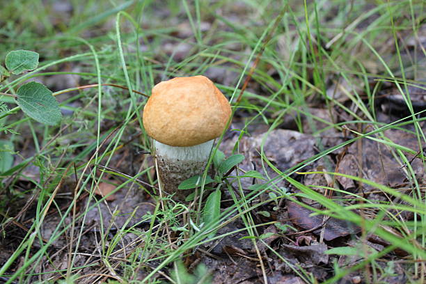 One small porcini in a summer forest 20058 stock photo
