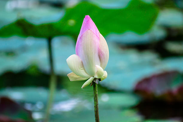 istock Lotus flower isolated on white background 578814886