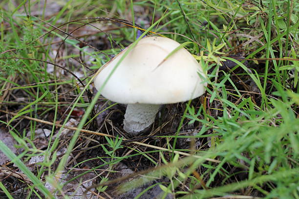 Large white and brown toadstool in green grass 20061 stock photo