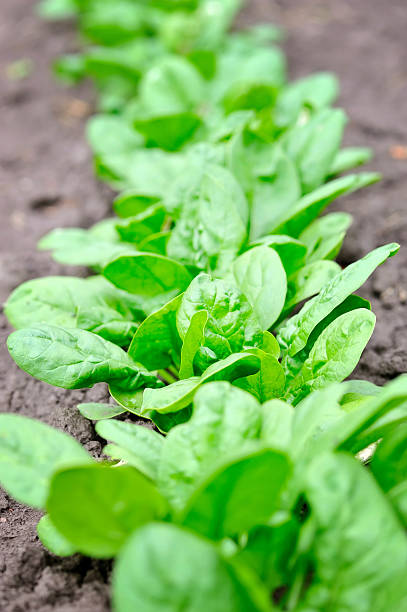 istock Spinach growing in the garden 578815440
