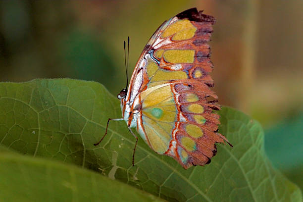 istock Butterfly Green Orange Black 578815504