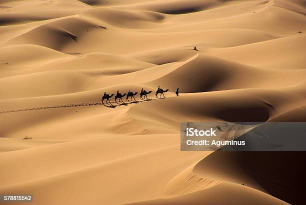 In Middle Of The Desert Stock Photo - Download Image Now - Desert Area, Camel, Morocco