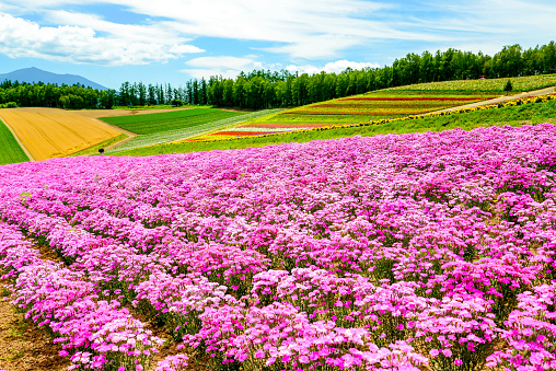 Flower field at Shikisai park (The Hill of Seasonal Colors), Biei, Hokkaido, Japan