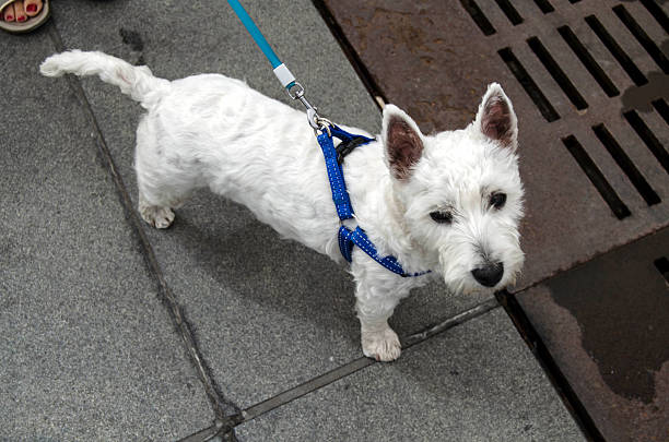 istock Westie puppy 578815994