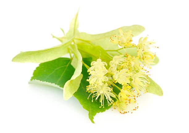 istock Flowers of linden tree on a white background 578817834
